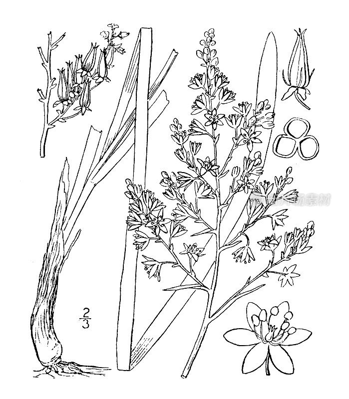 古植物学植物插图:Zygadenus Leimanthoides, Pine瘠薄Zygadenus